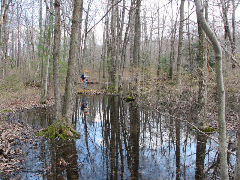 Swamp forest pool.  Credit: Betsy Leppo